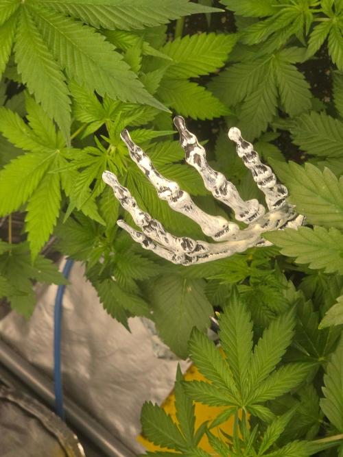 (EN) HOKUZAN WORLD BREEDERS BIOTABS. Week 4