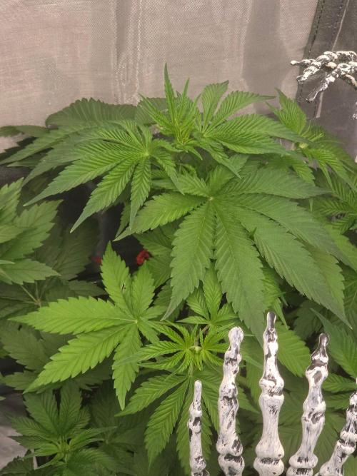(EN) HOKUZAN WORLD BREEDERS BIOTABS. Week 4