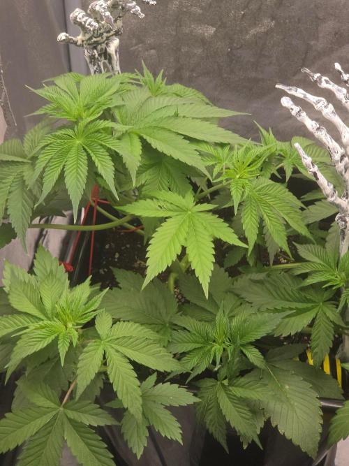 (EN) HOKUZAN WORLD BREEDERS BIOTABS. Week 4