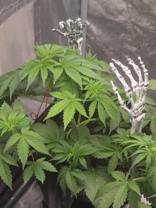 (EN) HOKUZAN WORLD BREEDERS BIOTABS. Week 4