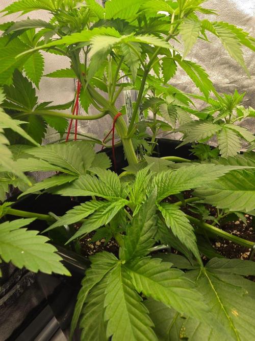 (EN) HOKUZAN WORLD BREEDERS BIOTABS. Week 4
