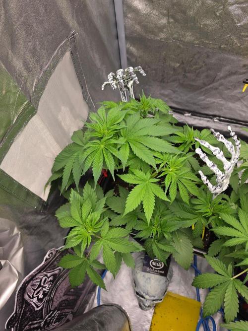 (EN) HOKUZAN WORLD BREEDERS BIOTABS. Week 4