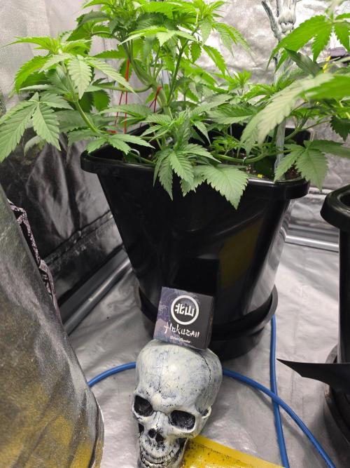 (EN) HOKUZAN WORLD BREEDERS BIOTABS. Week 4