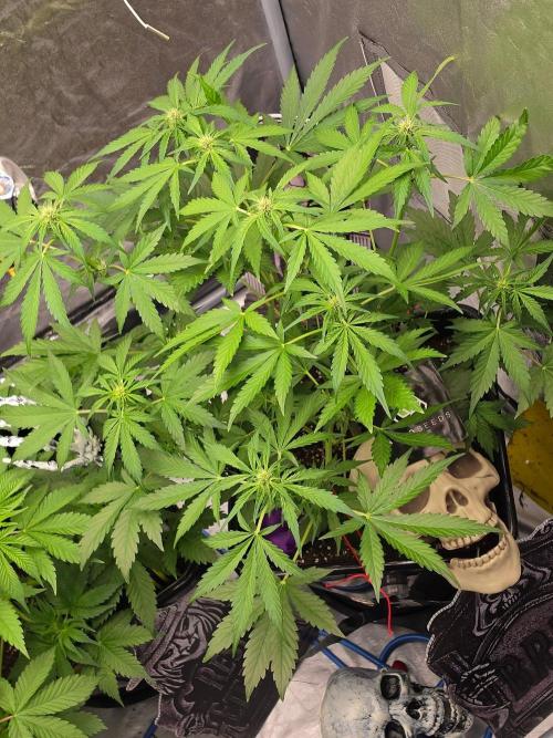 PURPLE LEMONADE AUTOSEEDS. Week 4