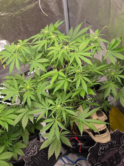 PURPLE LEMONADE AUTOSEEDS. Week 4