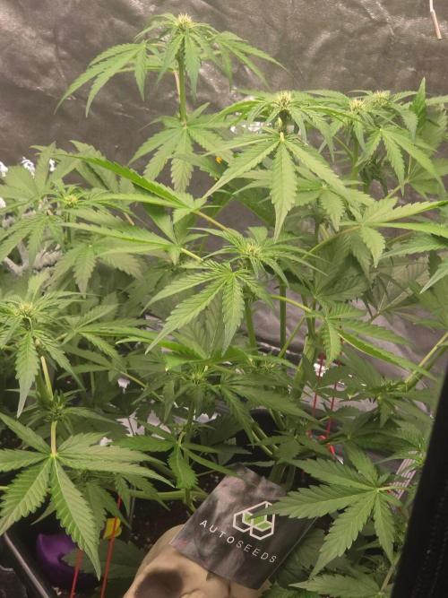 PURPLE LEMONADE AUTOSEEDS. Week 4