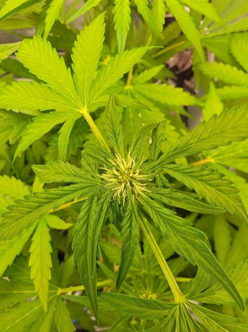 PURPLE LEMONADE AUTOSEEDS. Week 4