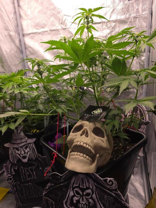 PURPLE LEMONADE AUTOSEEDS. Week 4