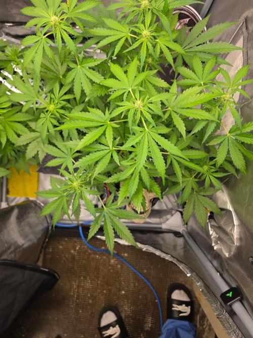 PURPLE LEMONADE AUTOSEEDS. Week 4