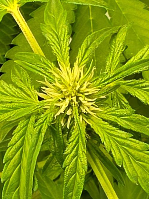 PURPLE LEMONADE AUTOSEEDS. Week 4