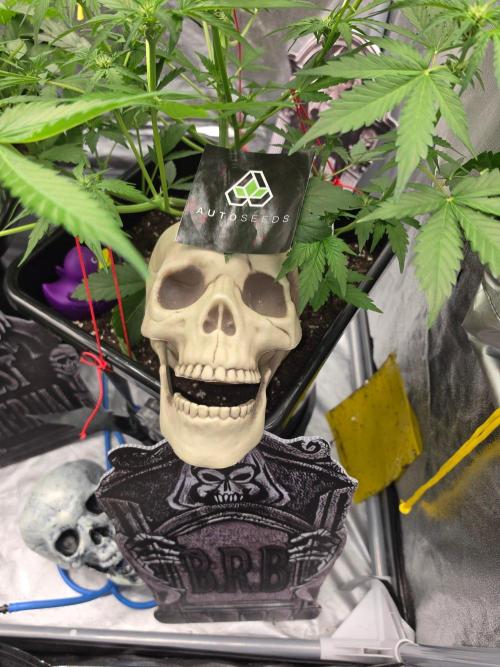 PURPLE LEMONADE AUTOSEEDS. Week 4