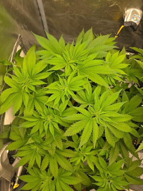 (EN) HOKUZAN WORLD BREEDERS BIOTABS. Week 5