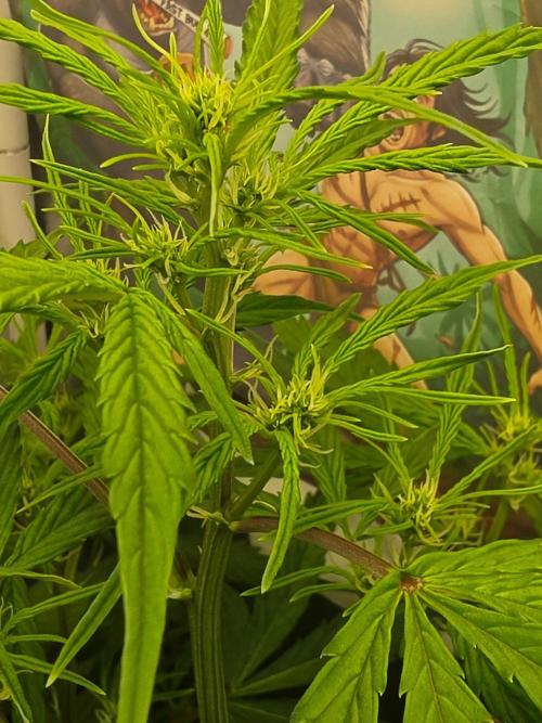 TRAINWRECK AUTO SEEDS. Week 5