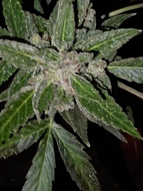 outdoor exp frostbanger 3 ème génération. Week 14