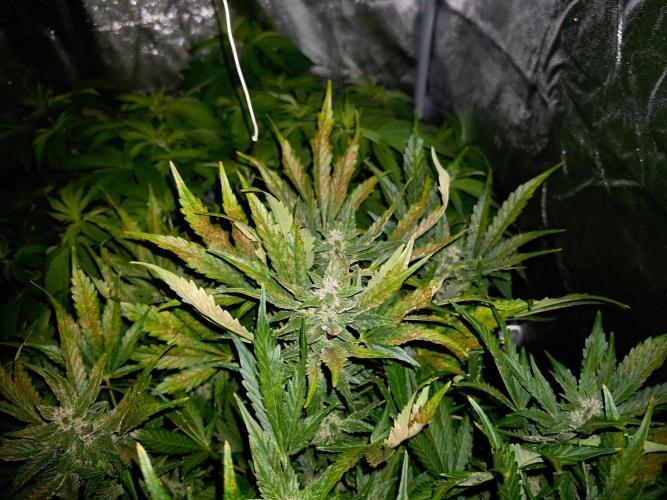 PURPLE LEMONADE AUTOSEEDS. Week 6