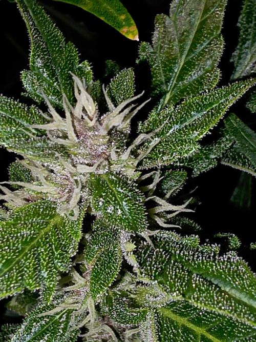 PURPLE LEMONADE AUTOSEEDS. Week 6