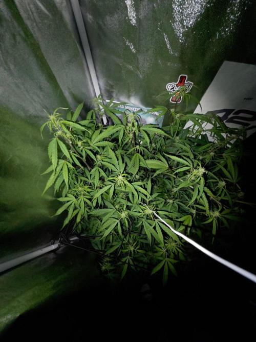 TRAINWRECK AUTO SEEDS. Week 6