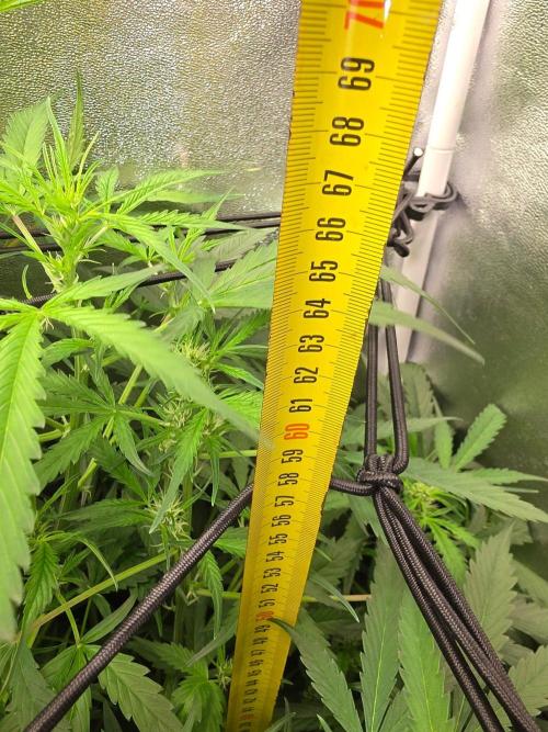FAT BASTARD AUTO SEEDS  TRUMP. Week 6