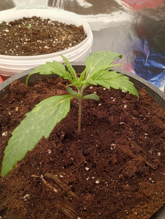 MDGrow. Week 0 - Začínám a zda se mi to nebo ji něco chybí?