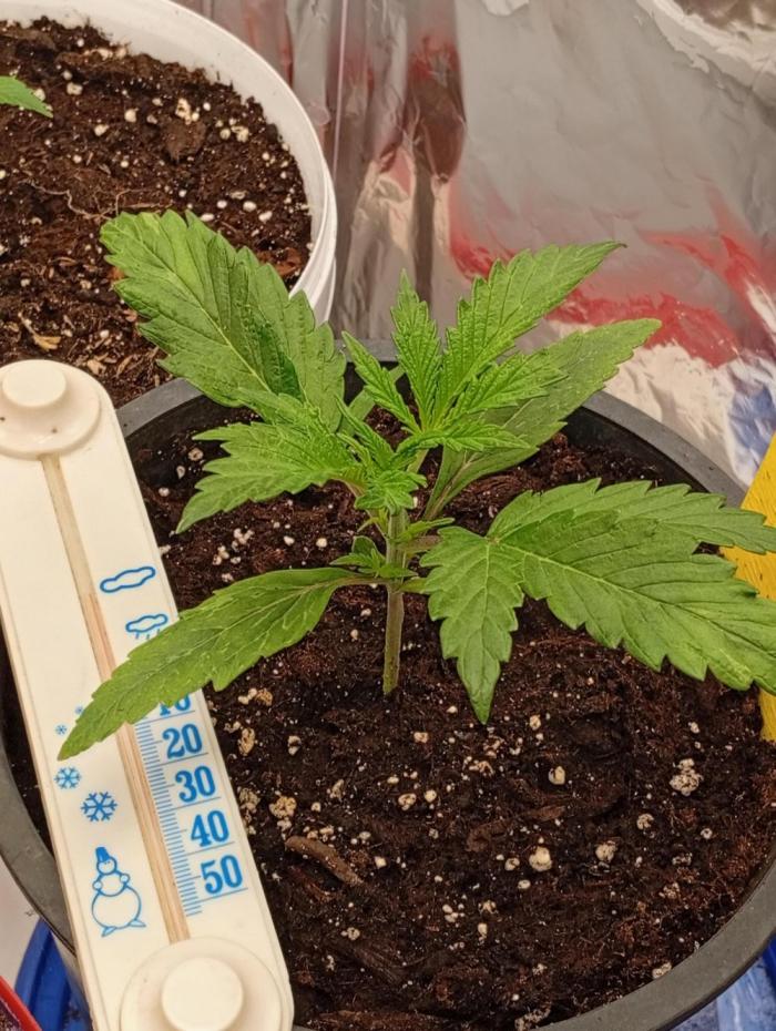 BigBud. Week 3 - Čekám na CALMAG zítra přijde..a pojedem