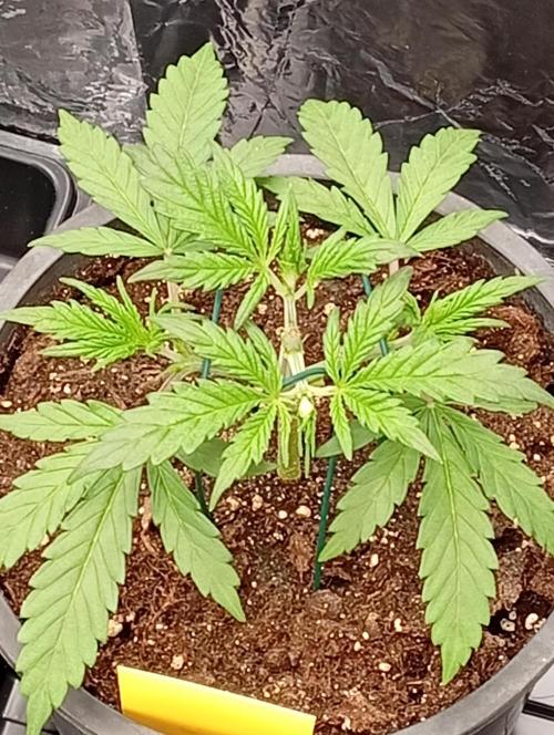 BigBud. Week 4
