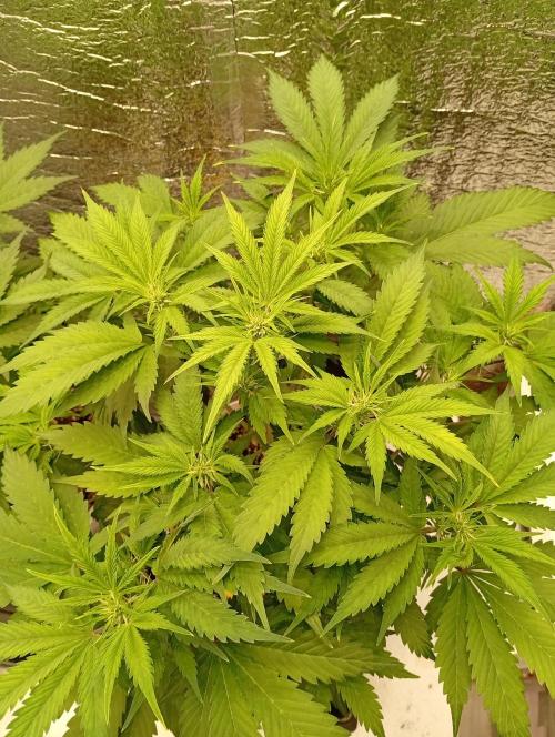 Grapefruit Auto. Week 6