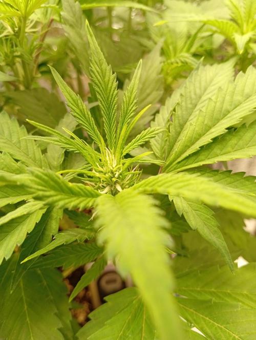 Grapefruit Auto. Week 6