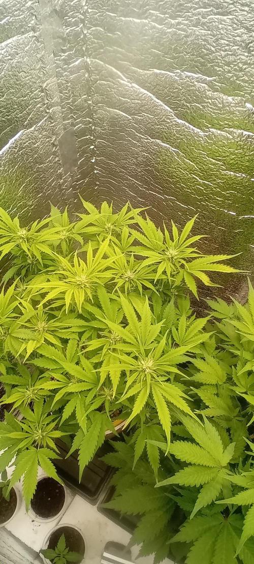 Grapefruit Auto. Week 7