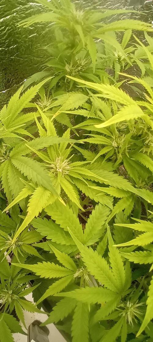 Grapefruit Auto. Week 7