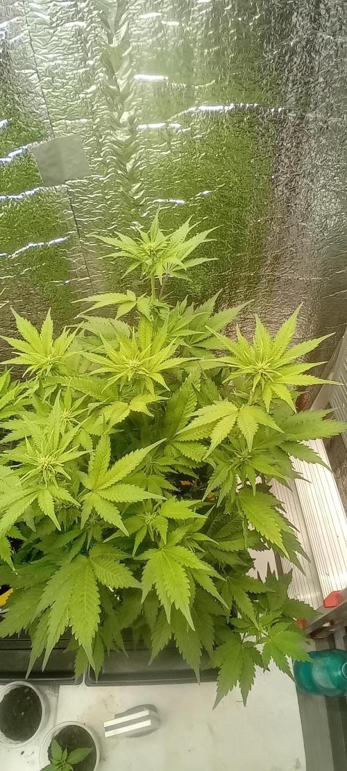 Grapefruit Auto. Week 8