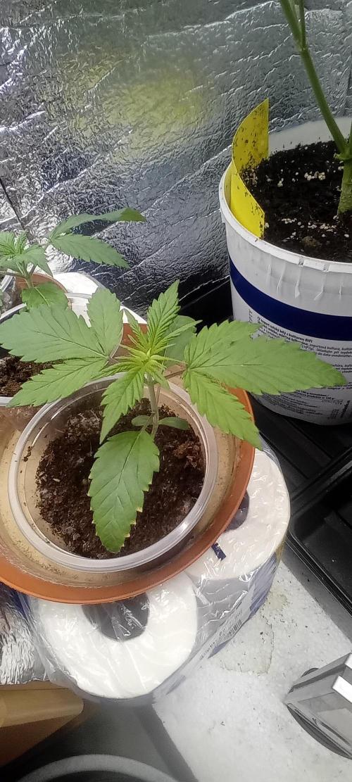 Special_Queen. Week 1