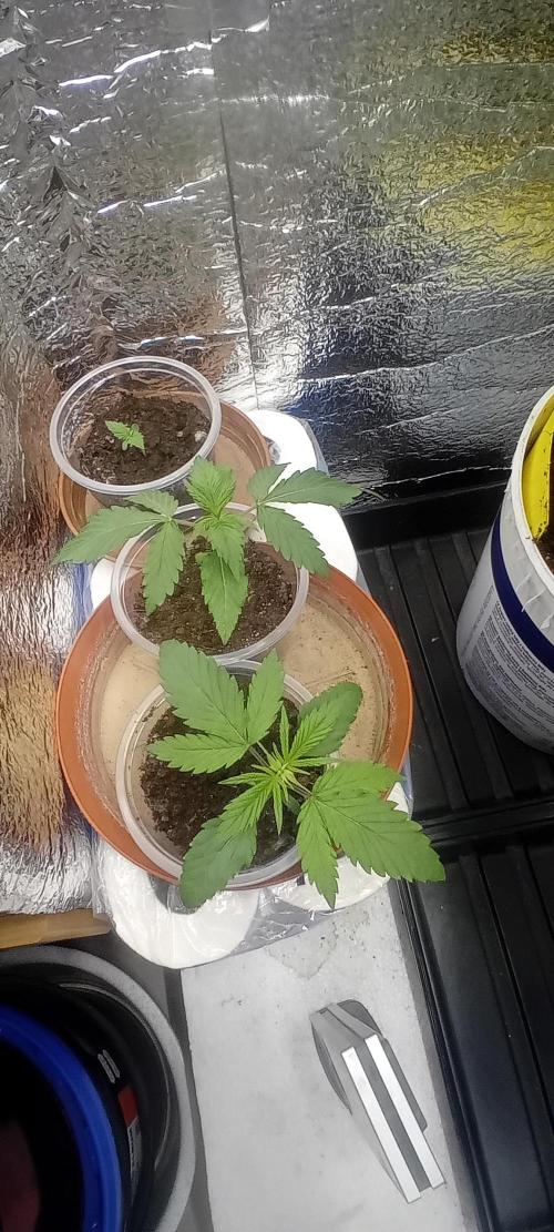 Special_Queen. Week 1