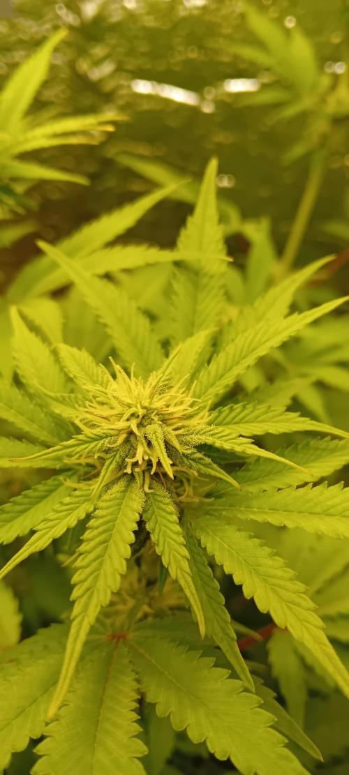 Grapefruit Auto. Week 9