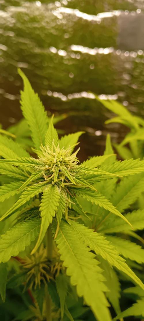 Grapefruit Auto. Week 9