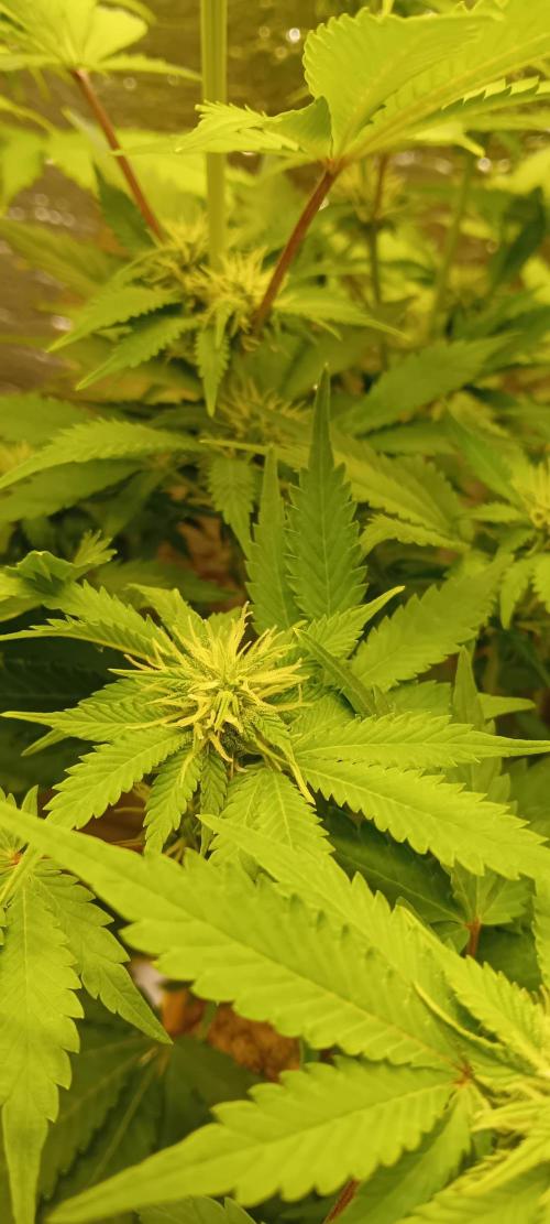 Grapefruit Auto. Week 9