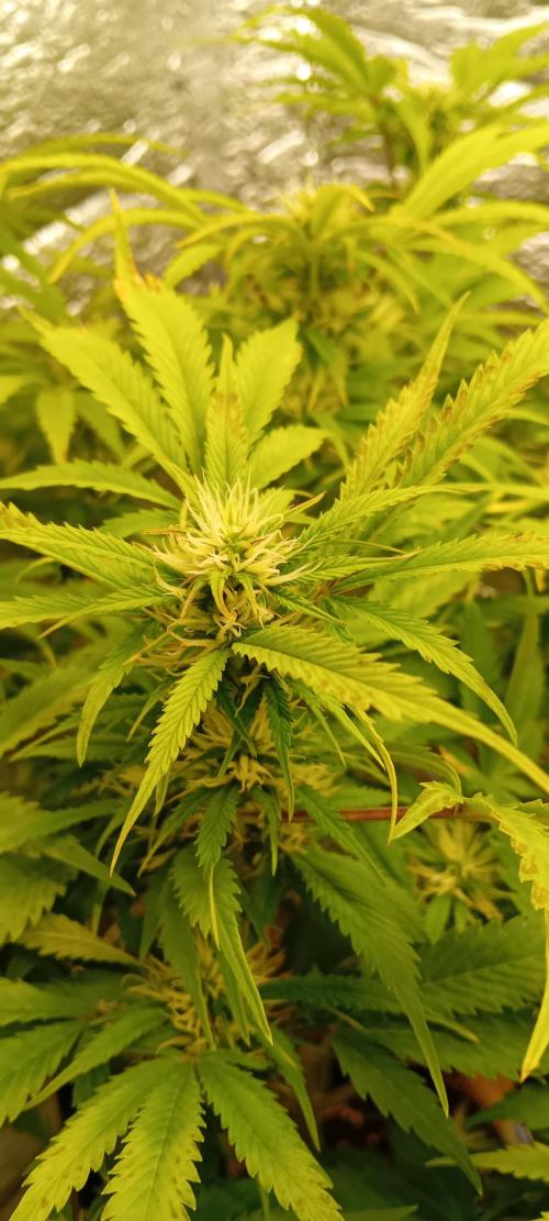 Grapefruit Auto. Week 9