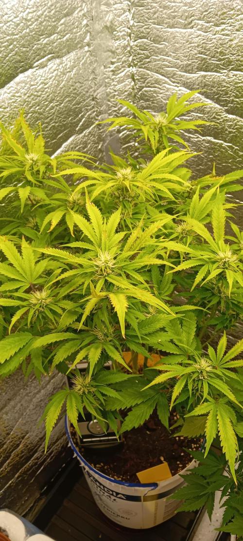 Grapefruit Auto. Week 9