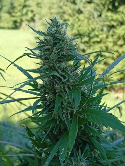 My Last Outdoor. Week 30 - Spodky