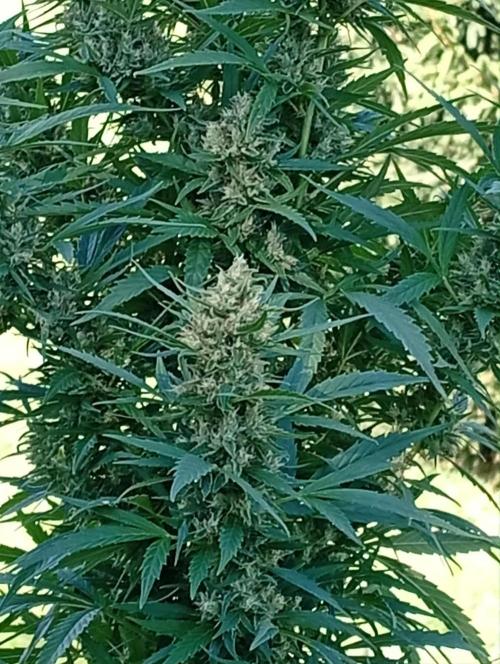 My Last Outdoor. Week 30 - Spodky