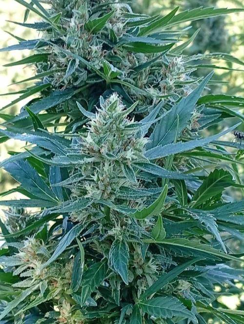 My Last Outdoor. Week 30 - Stred