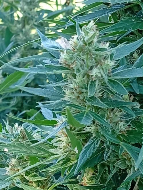 My Last Outdoor. Week 30 - Spodky