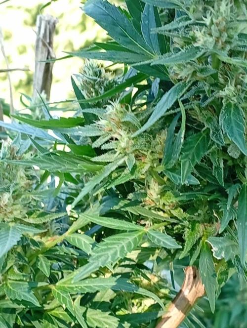 My Last Outdoor. Week 30