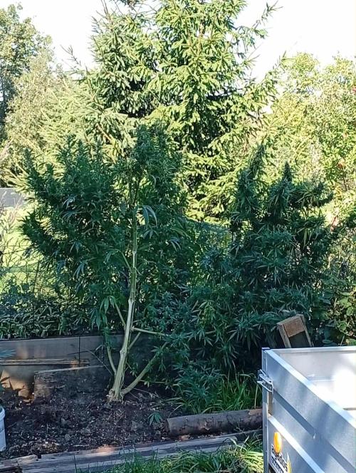 My Last Outdoor. Week 30 - Northern Light..spodní polovina jen ..horní ukradená!!