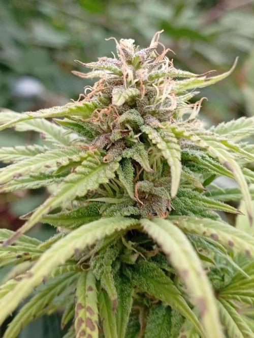 My Last Outdoor. Week 30 - Nedomrdly blackberry 