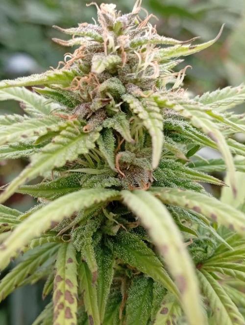 My Last Outdoor. Week 30 - Ale dobrota