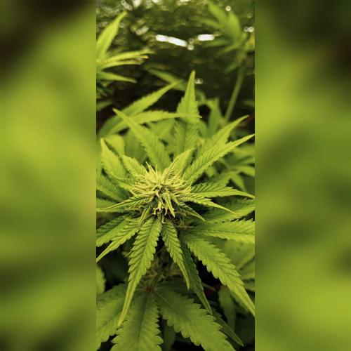 Grapefruit Auto. Week 10