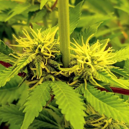 Grapefruit Auto. Week 10