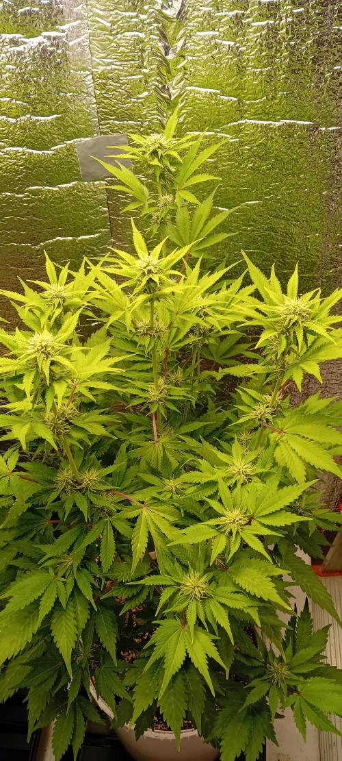 Grapefruit Auto. Week 10