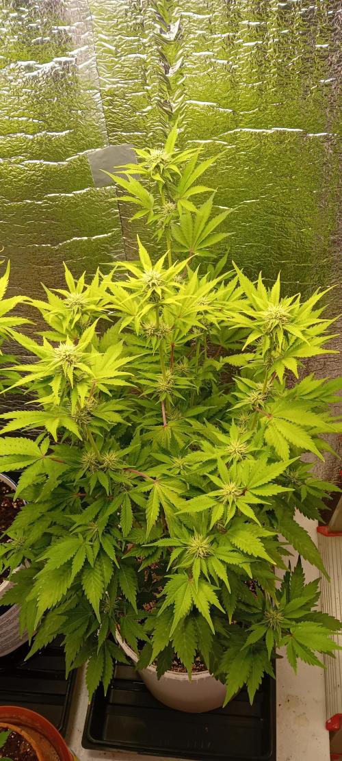 Grapefruit Auto. Week 10