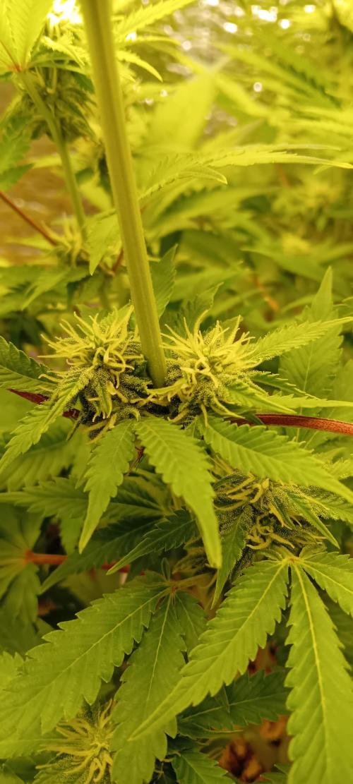 Grapefruit Auto. Week 10